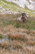 20_Marmotta svizzera